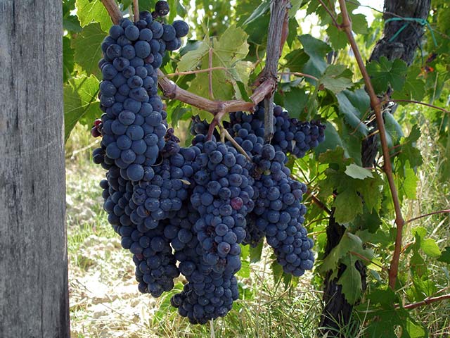 Weinreisen Weinreisen